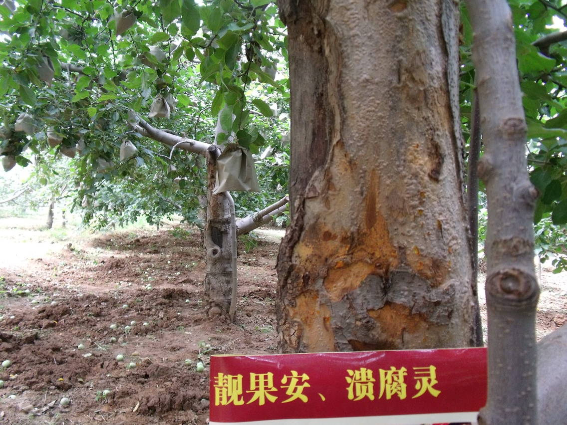 中药杀菌剂——靓果安对苹果树枝干病害的预防效果案例