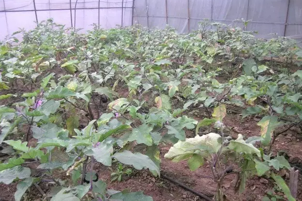 茄子半边疯(黄萎病)防治方法